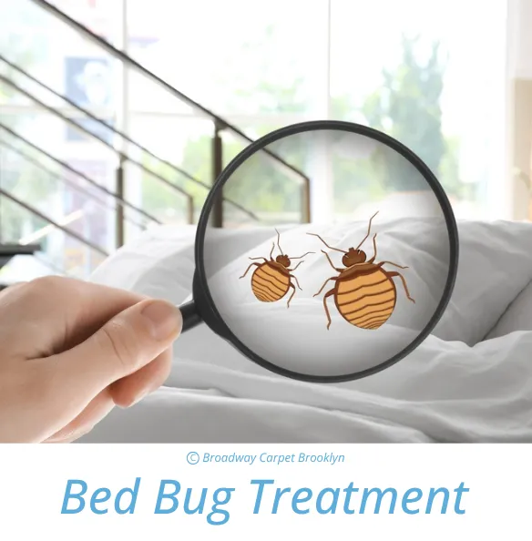 Bed Bug Treatment