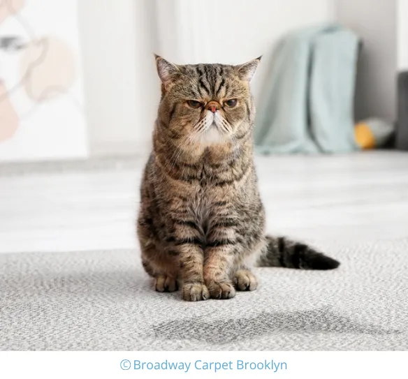 Pet Stain and Odor Removal